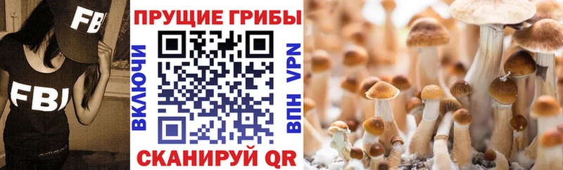 Псилоцибиновые грибы прущие грибы  Ефремов 